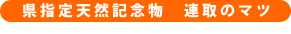 連取のマツ